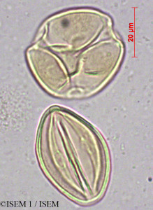 ISEM 1/Prosopis_alba_11858/Prosopis_alba_11858_0001(copy)_thumb.jpg